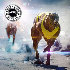 Greyhounds Streak